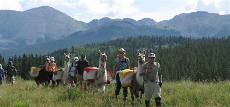 Llama Trekking - Paragon Guides | Backcountry Skiing | Vail Colorado