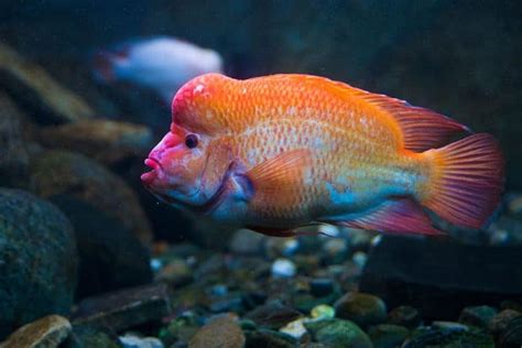 Red Devil Cichlid: Identification, Facts, Care Guide, & Pictures ...