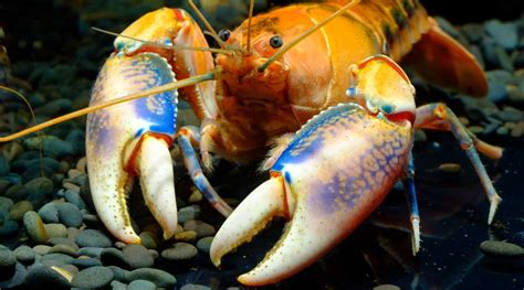 Types of Crayfish: 8 Crayfish You'll Want to Know About