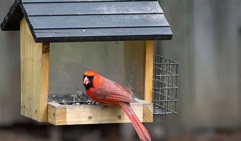 How to Build a Cardinal Birdhouse - Bird Nature