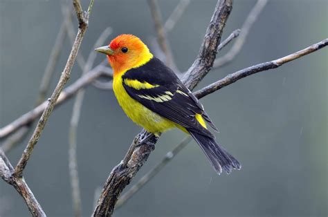 Western Tanager - A-Z Animals