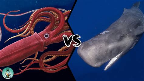 GIANT SQUID VS SPERM WHALE - Who would win this fight from the depths ...