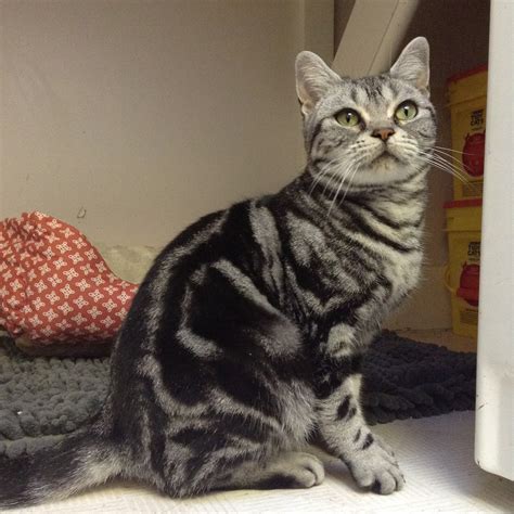 American Shorthair Female classic silver tabby with emerald green eyes ...