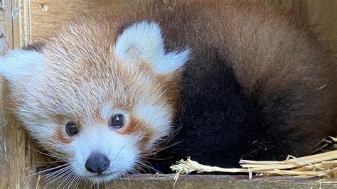 Norfolk zoo 'overjoyed' at birth of endangered red panda - BBC News