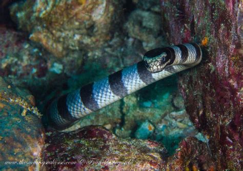 Discover the Enigmatic Sea Snakes: Fascinating Creatures of the Ocean ...