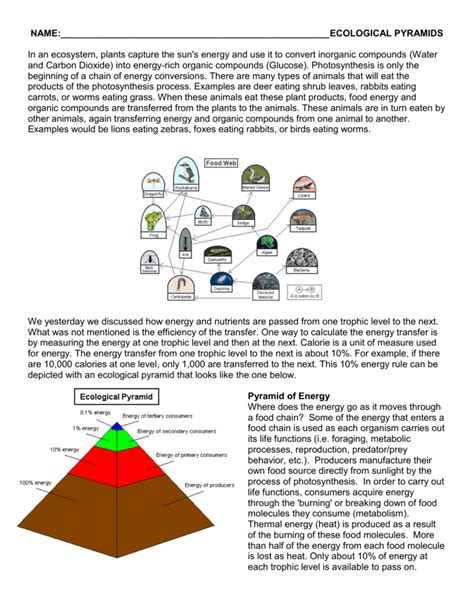 Ecological Pyramids Worksheet Answers – Pro Worksheet