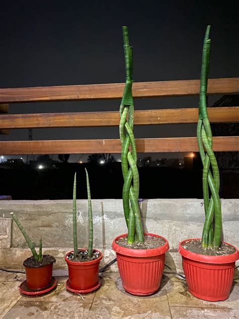 Snake Plant Cylinderica in 2021 | Plants, Snake plant, Plant hanger