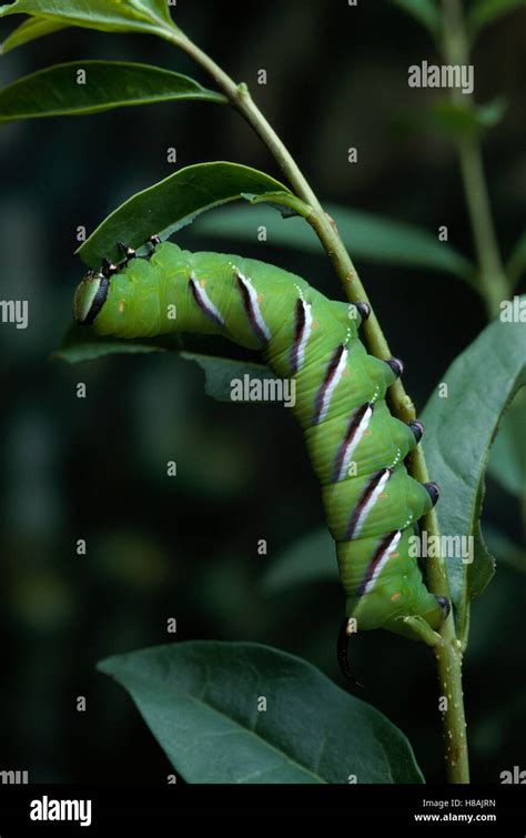 Privet Hawk Moth (Sphinx ligustri) caterpillar feeding Stock Photo - Alamy