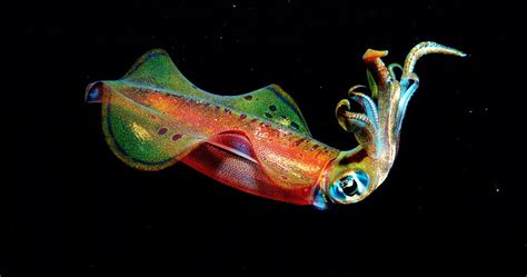 Squid Communicate With a Secret, Skin-Powered Alphabet | WIRED