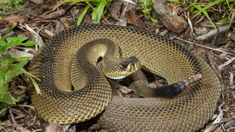 Biologist discovers rare snake in North Florida | firstcoastnews.com