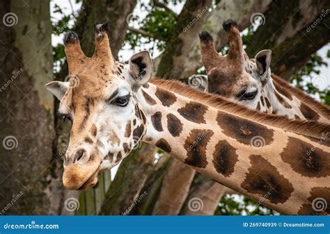 Curious Giraffes in Nature. Close-up of Giraffe Head and Neck. Stock ...