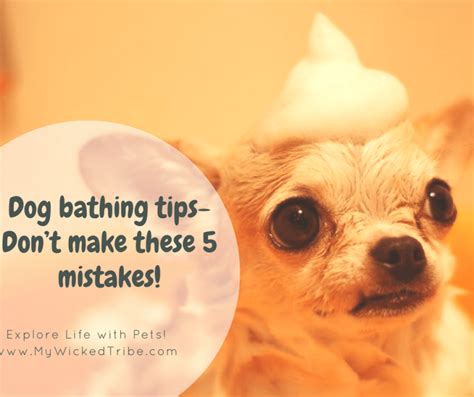 Dog bathing tips- Don’t make these mistakes! - My Wicked Tribe