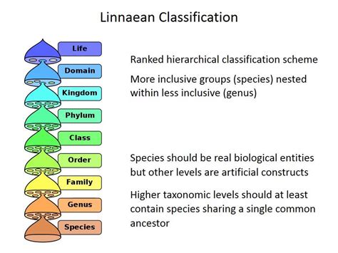 Species concepts and classification - YouTube