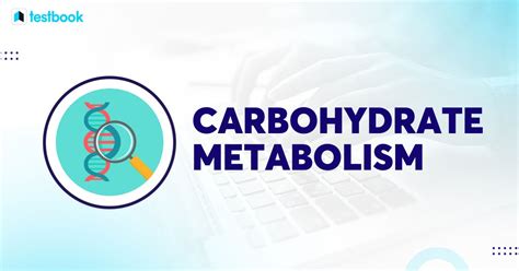 Understanding Carbohydrate Metabolism - Testbook