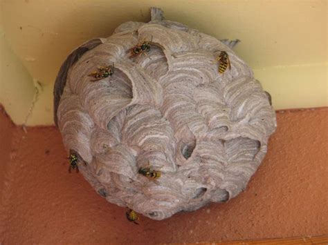 European wasps invade Canberra homes - ABC Canberra - Australian ...