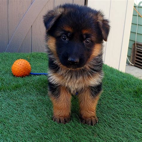 German Shepherd Puppies Nyc : GORGEOUS MALE GERMAN SHEPHERD PUPPIES FOR ...