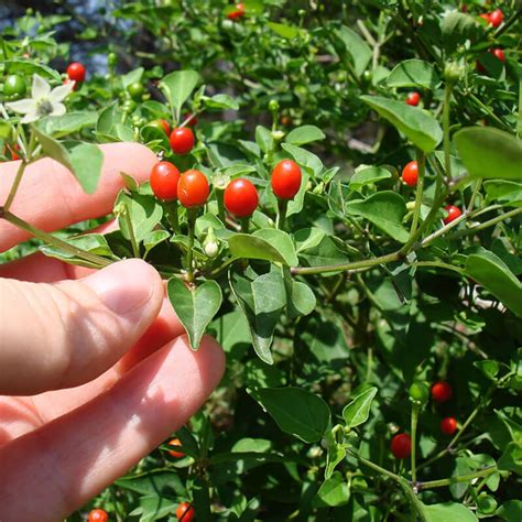 1 Live Chiltepin Tepin Chili Pepper plant in 4 Tall Pot | Etsy