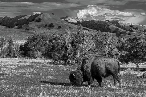 Grazing Bison Photograph by Eric Albright - Pixels