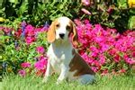 Beaglier Puppies for Sale from Reputable Dog Breeders