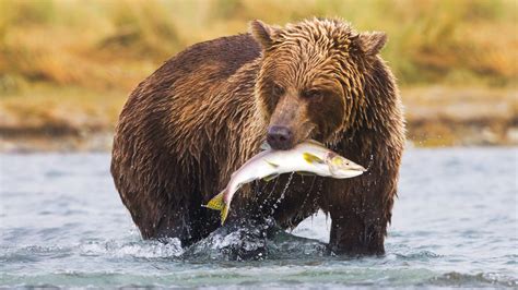 Nature’s Best Eating Competition? Brown Bears