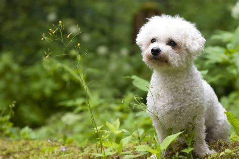 Bichon Frise Dog Names | Popular Male and Female Names | Wag!