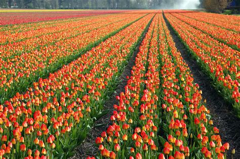 Colorful Tulip Field Free Stock Photo - Public Domain Pictures