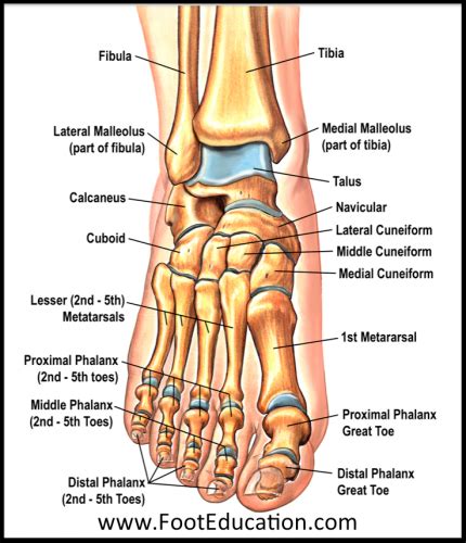 Bones and Joints of the Foot and Ankle Overview - FootEducation