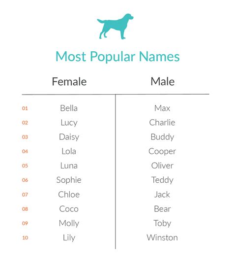 What Are the Most Common Pet Names? - Nom Nom