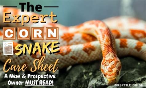 Corn Snake Care Sheet: Diet, Habitat, Tank Setup & More