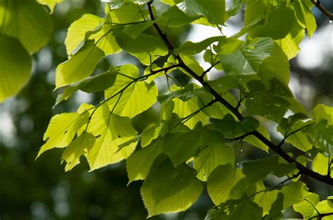 How to Grow and Care for Little Leaf Linden