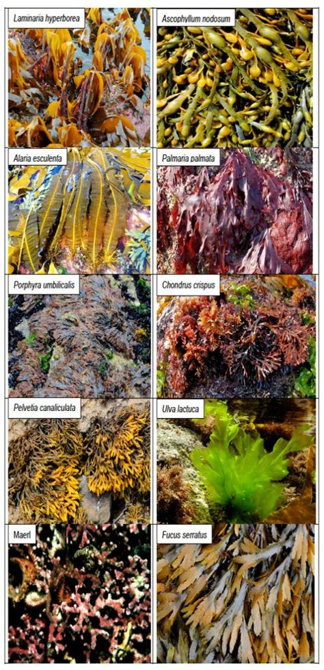 Different types of commonly harvested seaweed, photo by Scottish ...