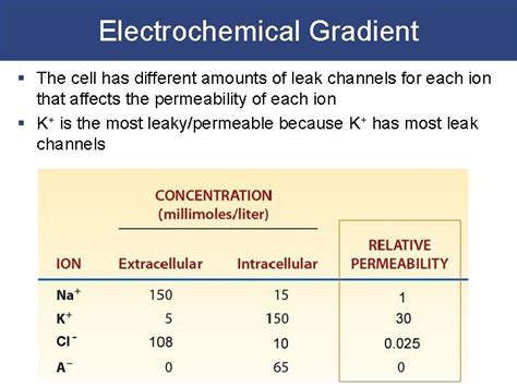 Electrical Physiology Excitable Cells Electrochemical Gradient Resting ...