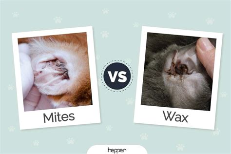 Cat Ear Mites vs Wax: The Differences (Vet-Approved Facts With Pictures ...