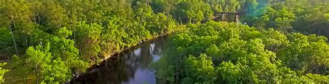 Suwannee River Visitor Guide | Things To Do In Suwannee River State Park