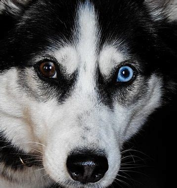 Why Does My Siberian Husky Have Red Eyes? – petsKB