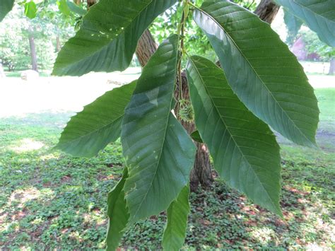 Restoring the American Chestnut Tree