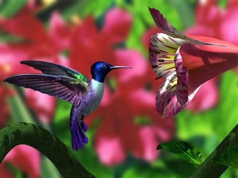 Free Hummingbird Wallpapers - Wallpaper Cave