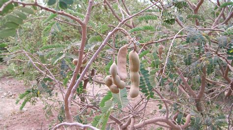 Tamarind Tree in Africa | Trees for the Future