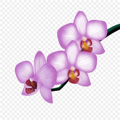 Orchid Clipart Orchid Flower Digital Flower Instant Download png ...