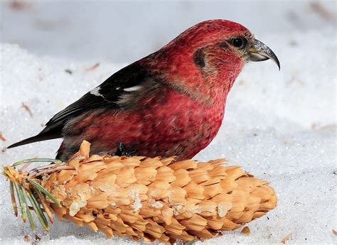 White-winged Crossbill Facts, Distribution, Calls, Pictures