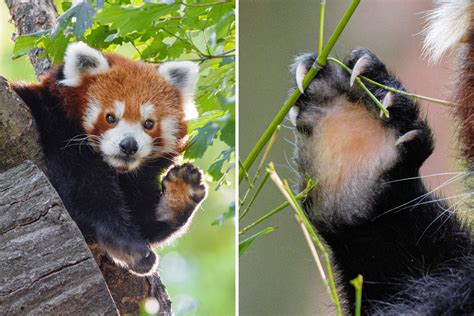 15 Fantastic Facts About Red Pandas | Red Panda Network