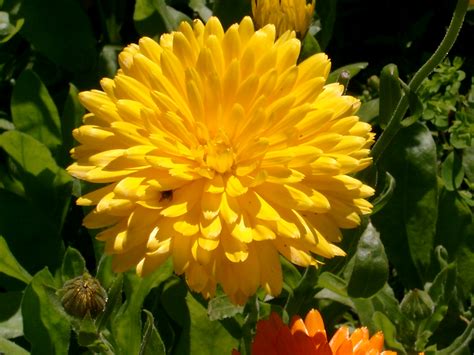 File:Benkid77 Big Yellow Flower 070807.JPG