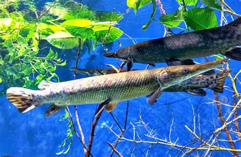 Alligator Gar - Description, Habitat, Image, Diet, and Interesting Facts