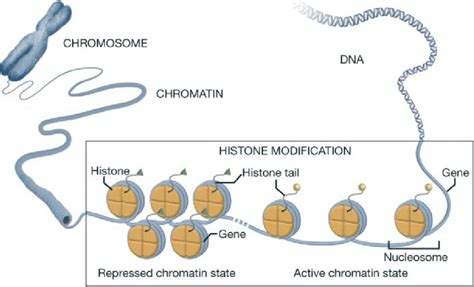 Chromatin structure and histone modifications. DNA is wrapped around ...