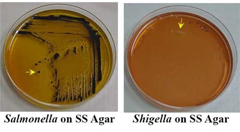 Proteus Mirabilis On Macconkey Agar