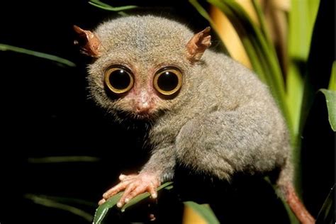 Tarsier Facts - Animal Facts Encyclopedia