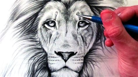 how to draw a lion Free 17+ wonderful lion drawings in ai - Step by ...