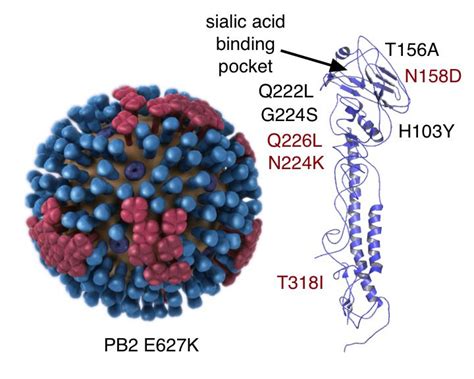 Influenza H5N1 virus versus ferrets, round two