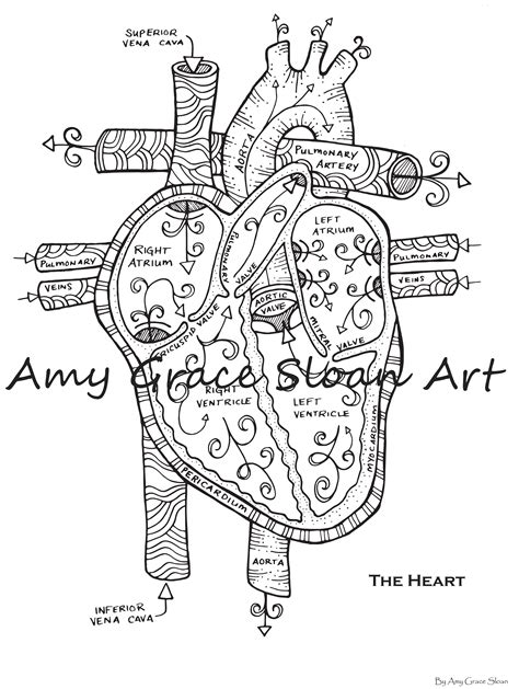 Human Anatomy Coloring Pages | Etsy