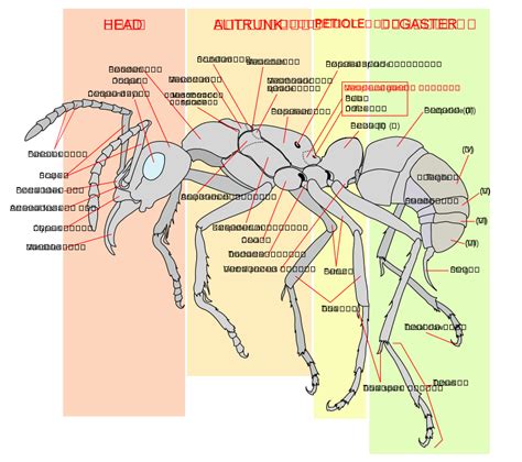 File:Scheme ant worker anatomy-en.svg - Wikipedia